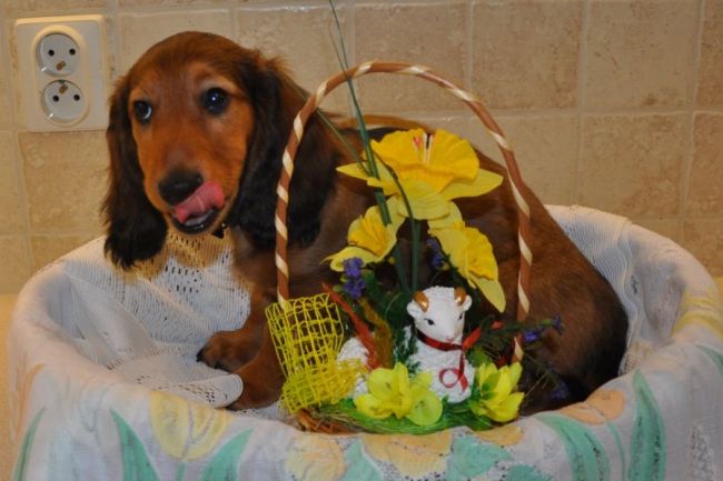 Jamnik d�ugow�osy